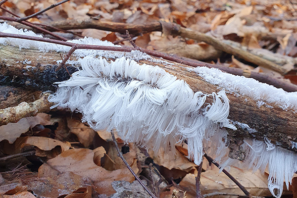 Haareis Eiswolle auf Totholz