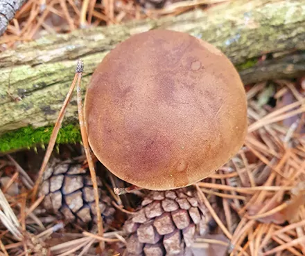 Maronenröhrling Taunus NaTourSinn