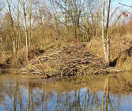 Biberburg Nidda Frankfurt