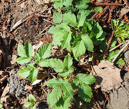 Junger Giersch Frühlingskräuter