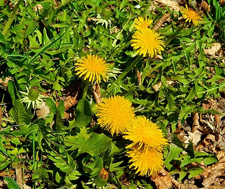 Löwenzahn Frühlingskräuter