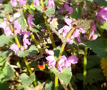 Taubnessel mit Steinhummel