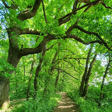 Waldbaden in Steinbach